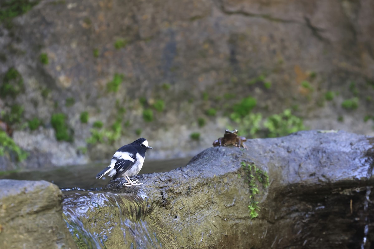 Little Forktail - ML641742845