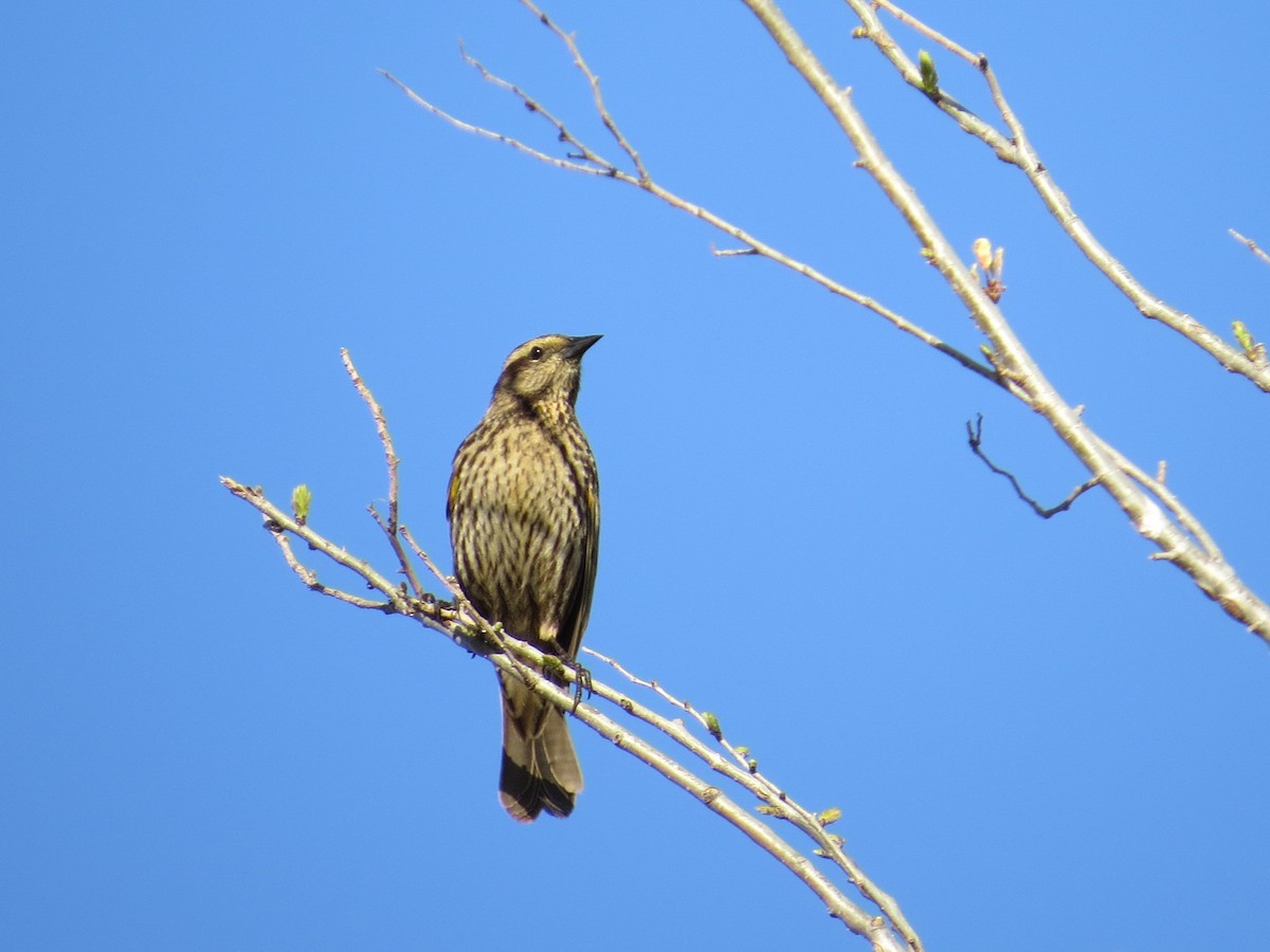 Yellow-winged Blackbird - ML641742850