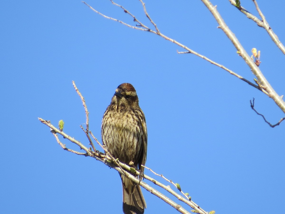 Yellow-winged Blackbird - ML641742851