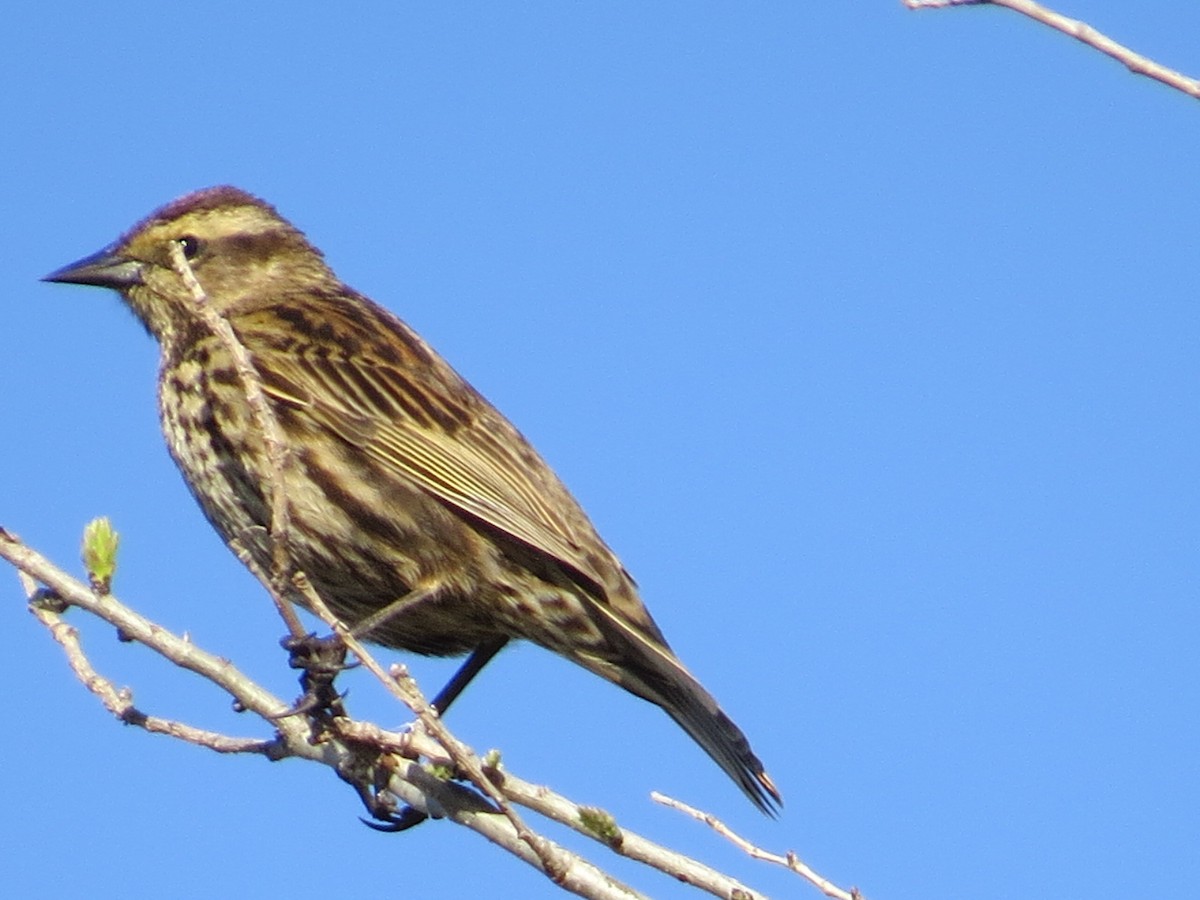 Yellow-winged Blackbird - ML641742852