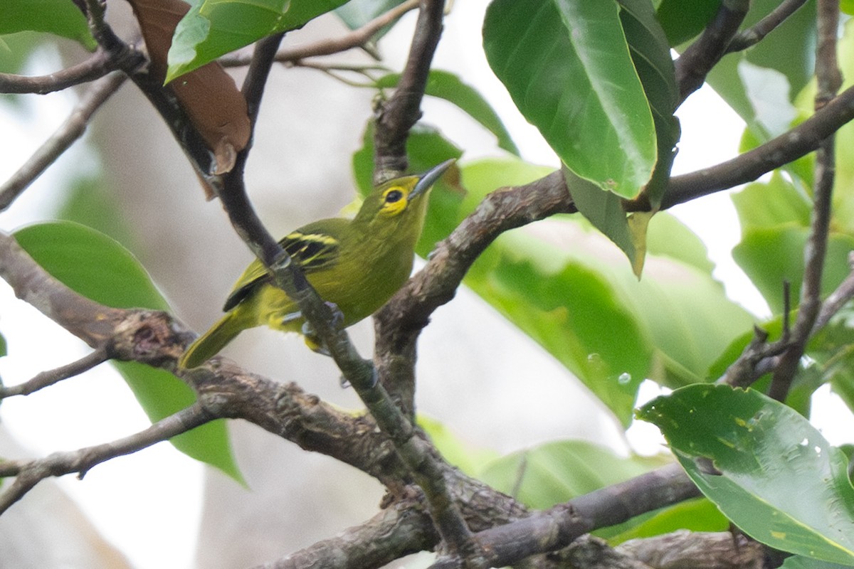 Green Iora - ML641742874