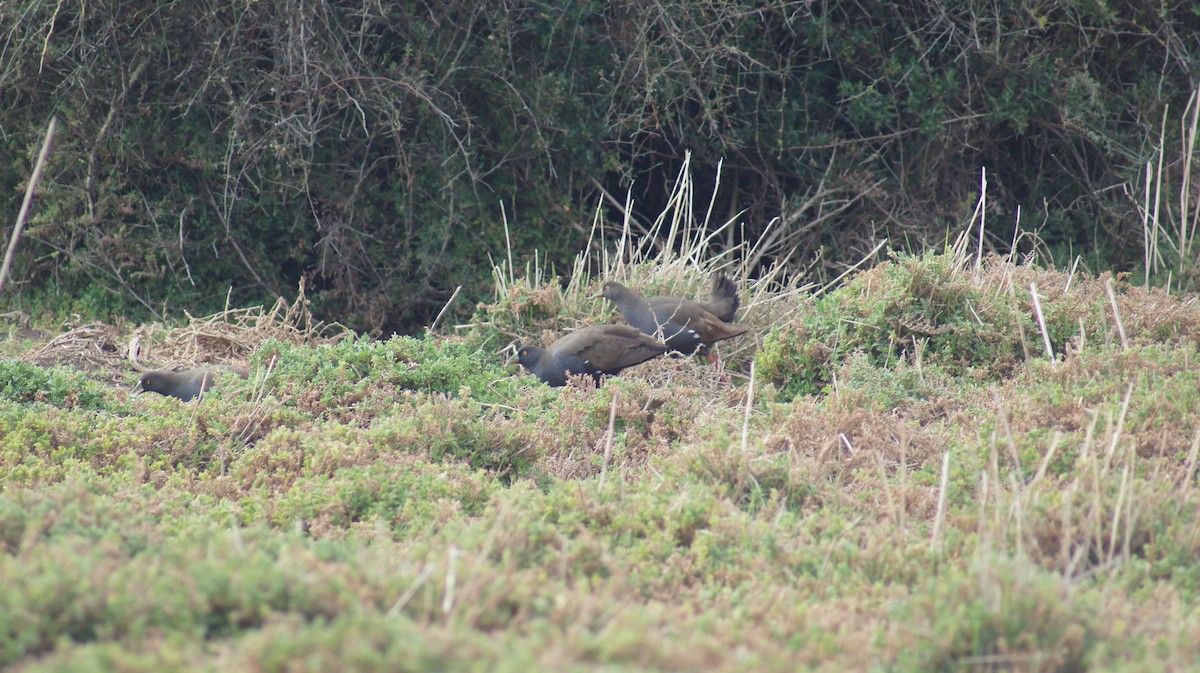 Black-tailed Nativehen - ML641742879