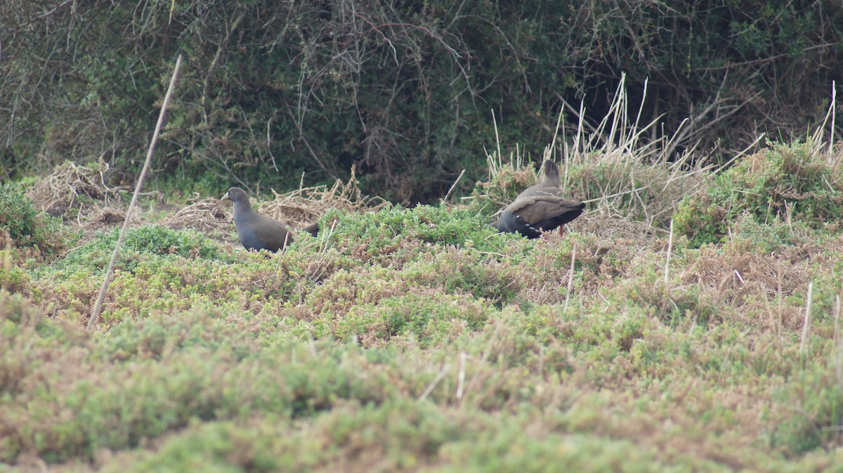 Black-tailed Nativehen - ML641742881