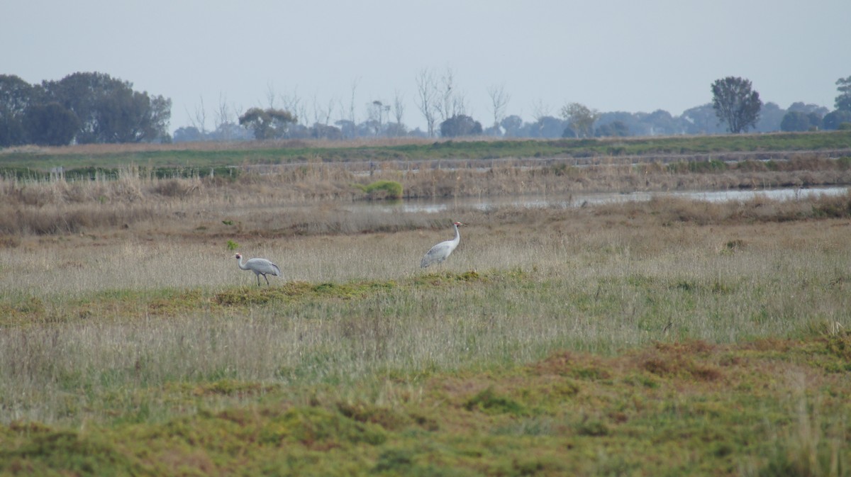 Brolga - ML641742897