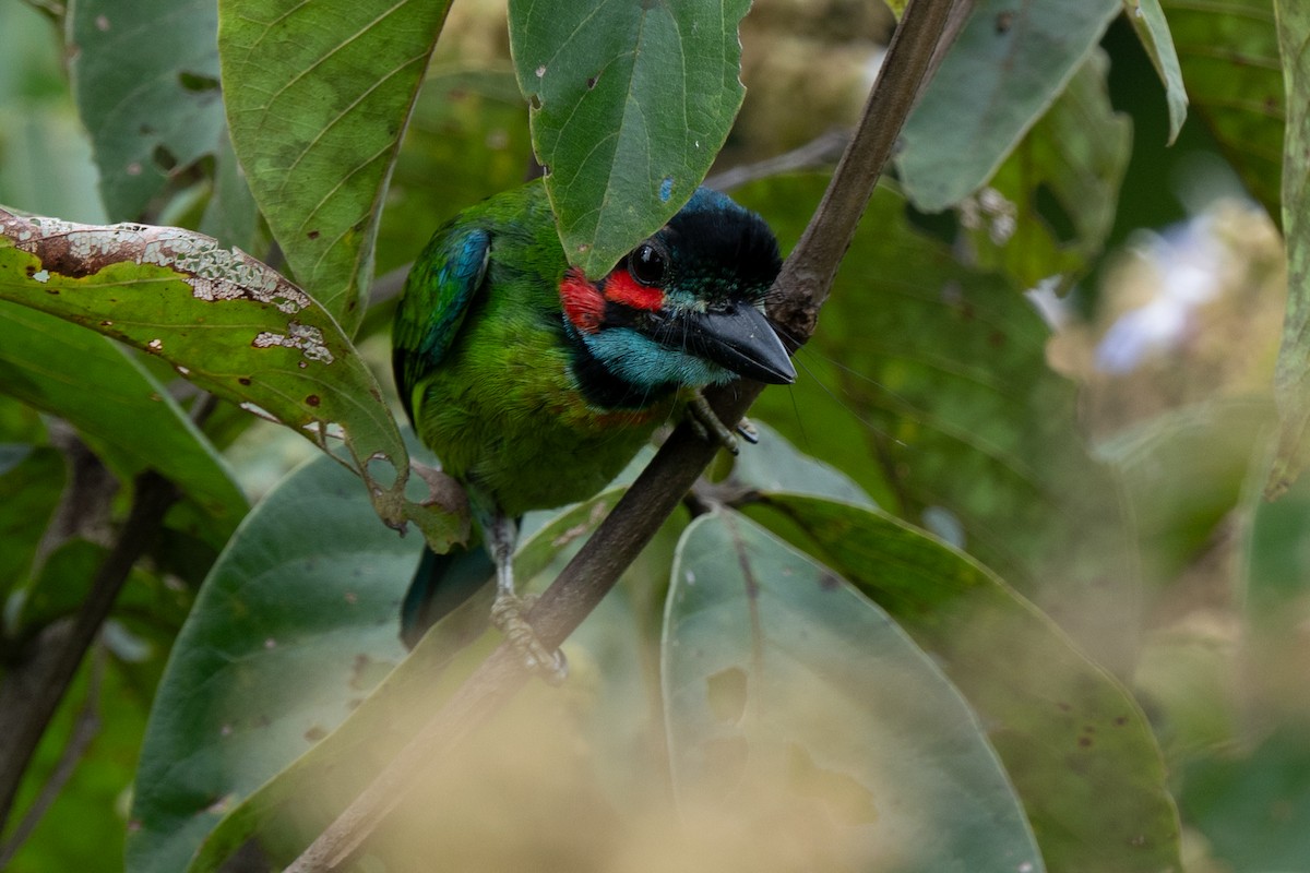 Black-eared Barbet - ML641742905
