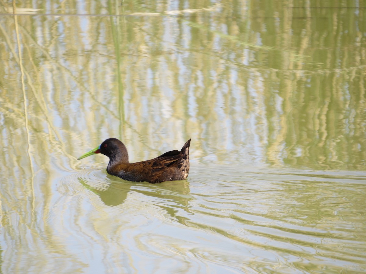 Plumbeous Rail - ML641742918