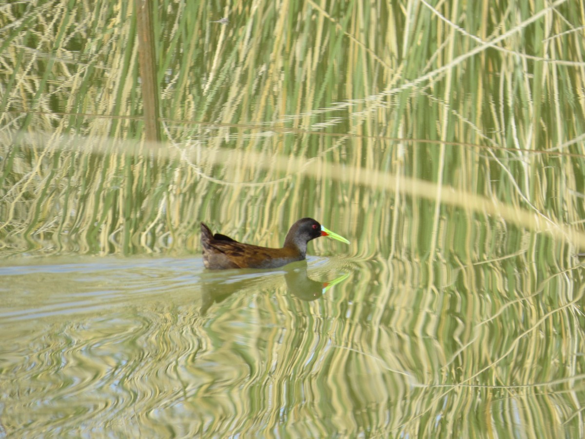 Plumbeous Rail - ML641742919