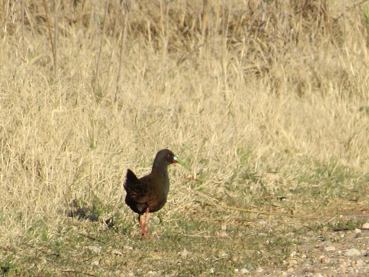 Plumbeous Rail - ML641742920