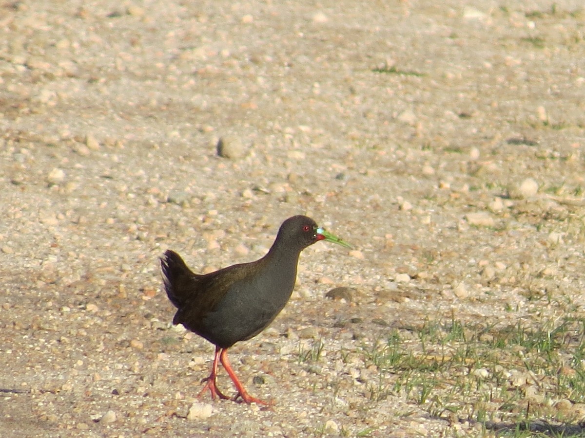 Plumbeous Rail - ML641742921