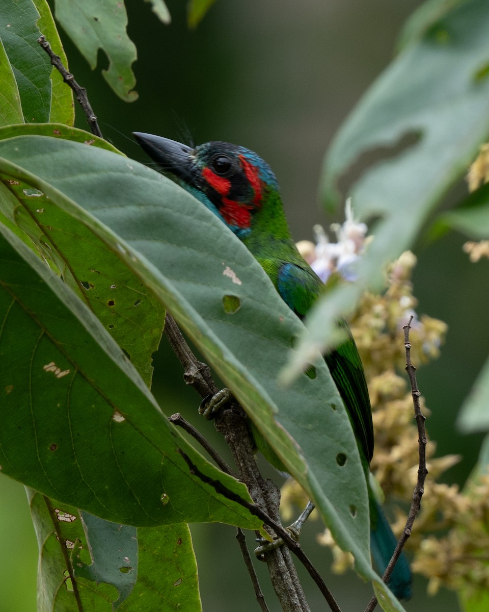 Black-eared Barbet - ML641742936