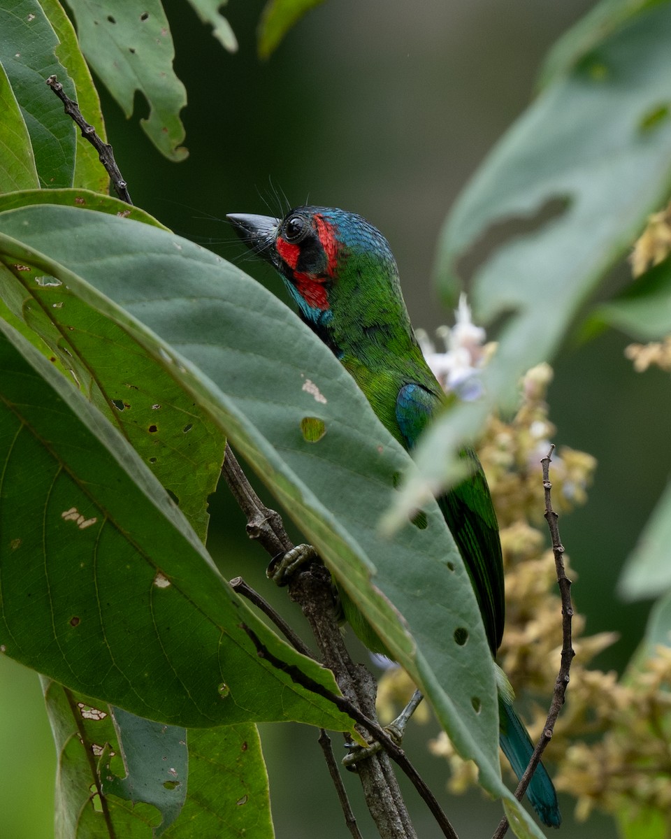 Black-eared Barbet - ML641742937