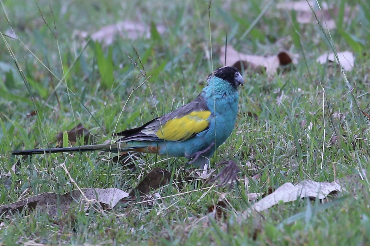 Hooded Parrot - ML641742956