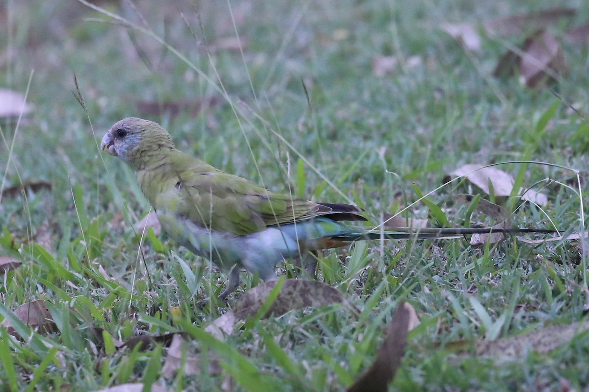 Hooded Parrot - ML641742957