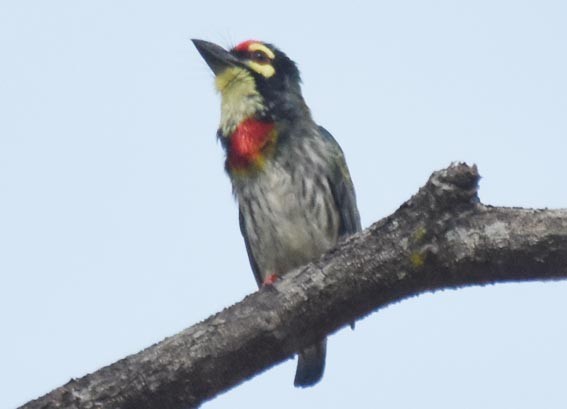 Kupferschmied-Bartvogel - ML641742969