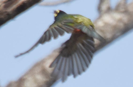Kupferschmied-Bartvogel - ML641742974