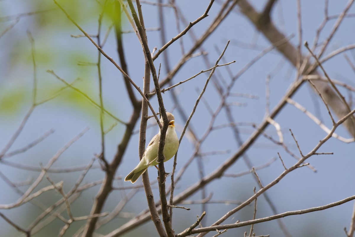 Eastern Olivaceous Warbler - ML641742977