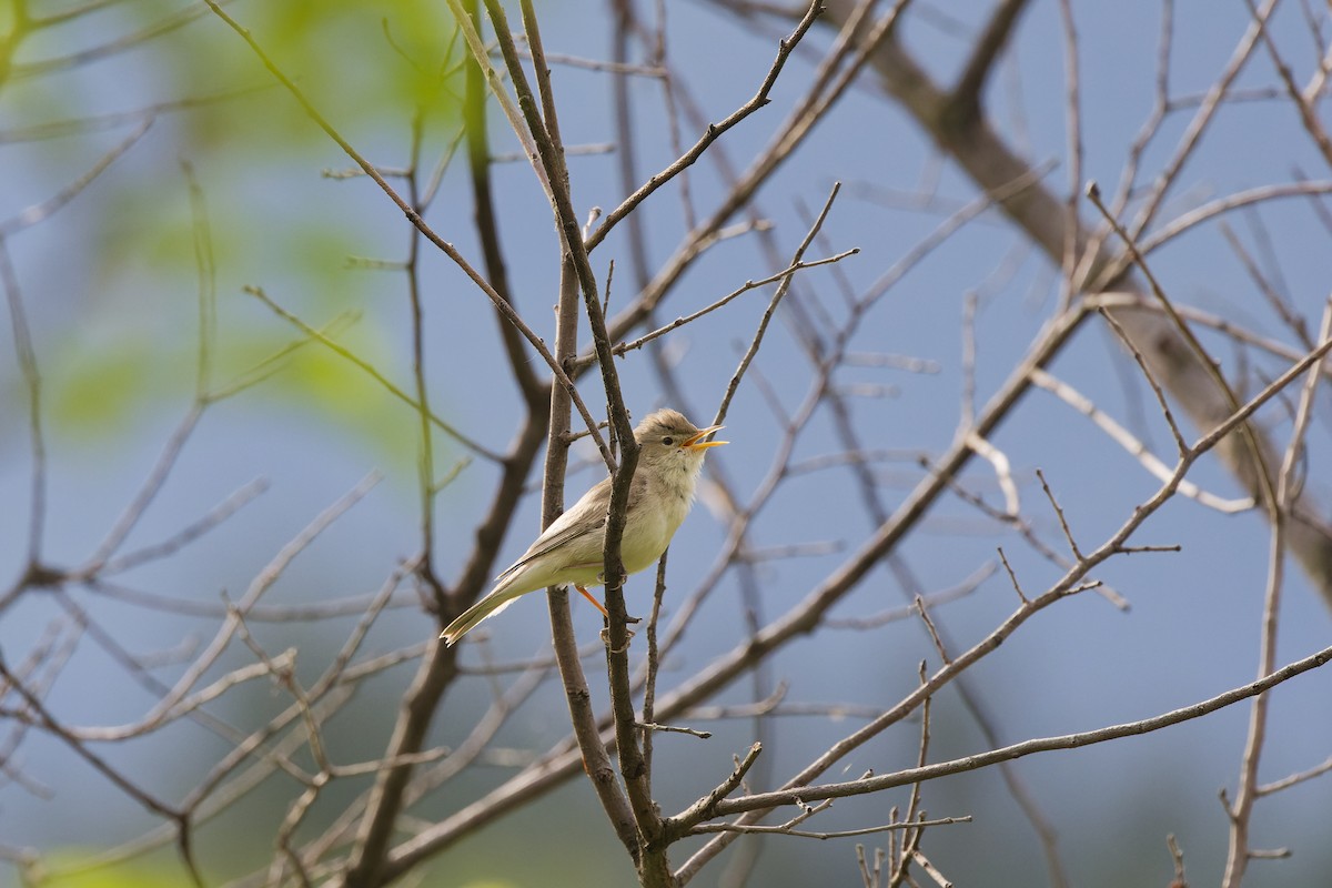 Eastern Olivaceous Warbler - ML641742978