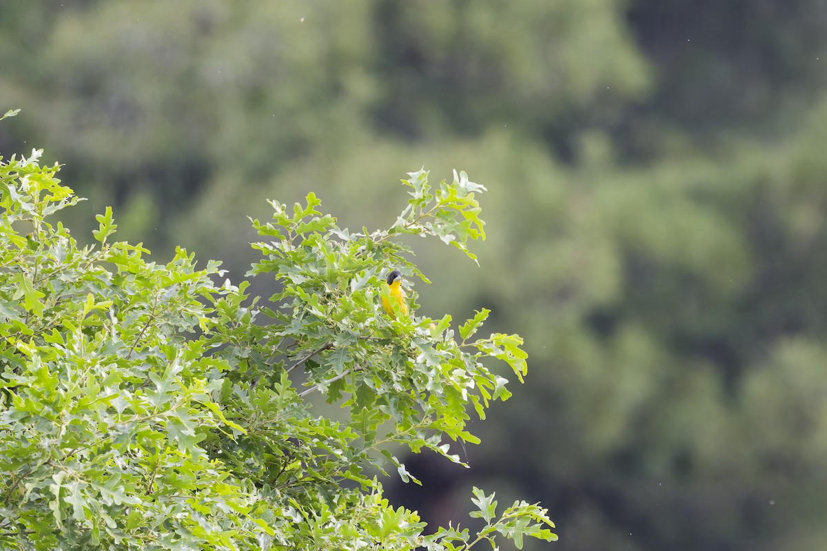 Black-headed Bunting - ML641742991