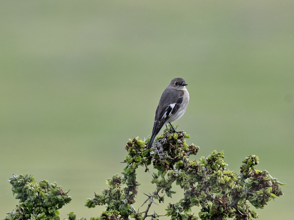 Flame Robin - ML641743006