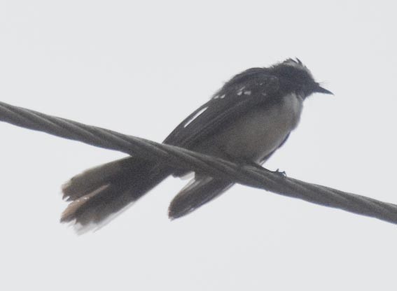 White-browed Fantail - ML641743008