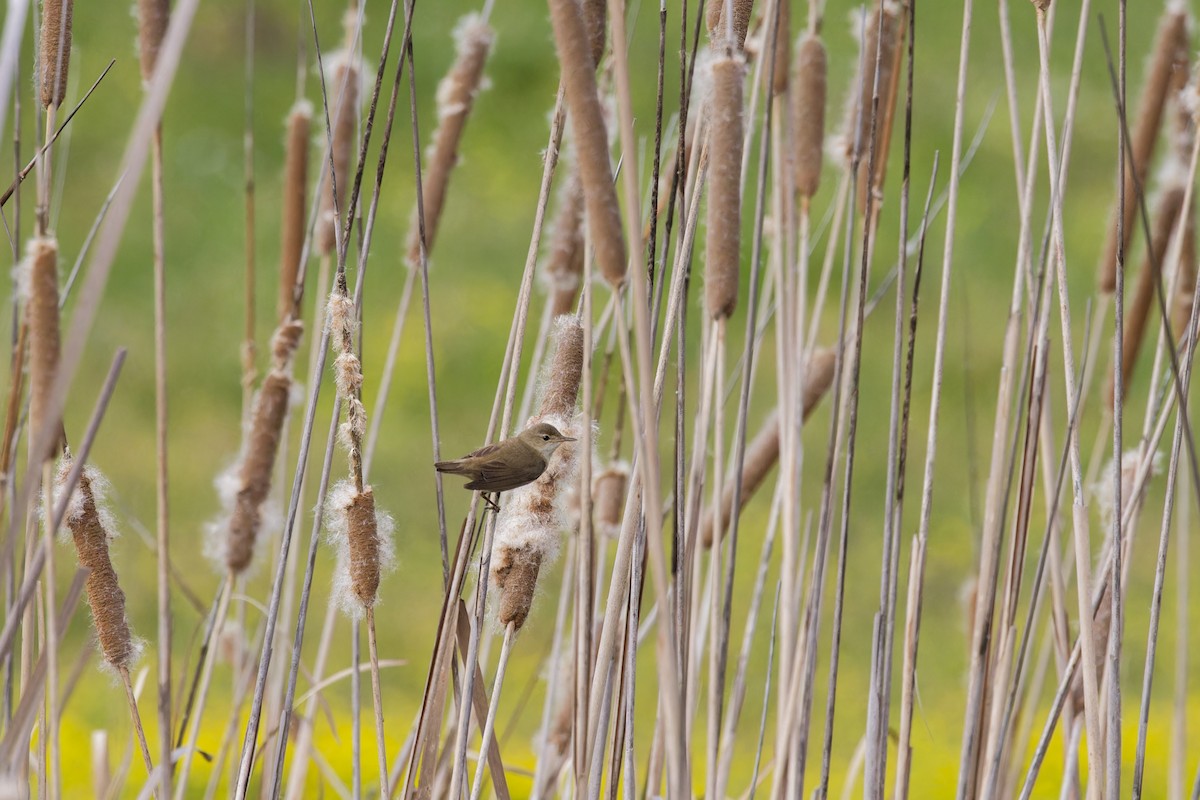 Marsh/Common Reed Warbler - ML641743010
