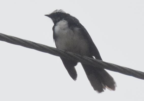 White-browed Fantail - ML641743012