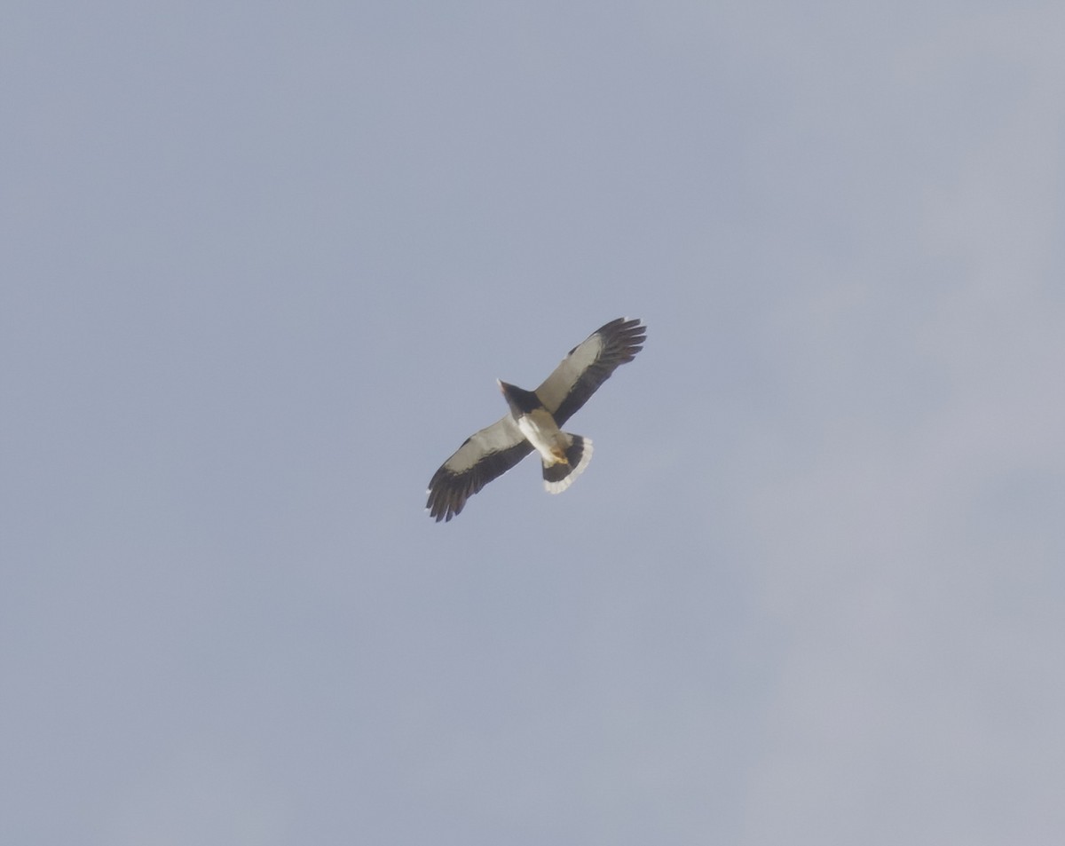 Mountain Caracara - ML641743082