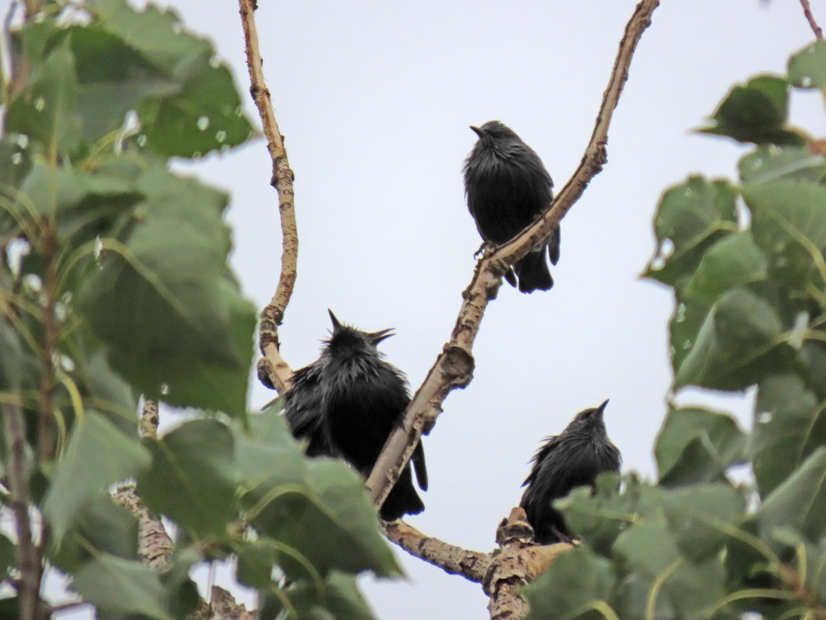 Spotless Starling - ML641743092
