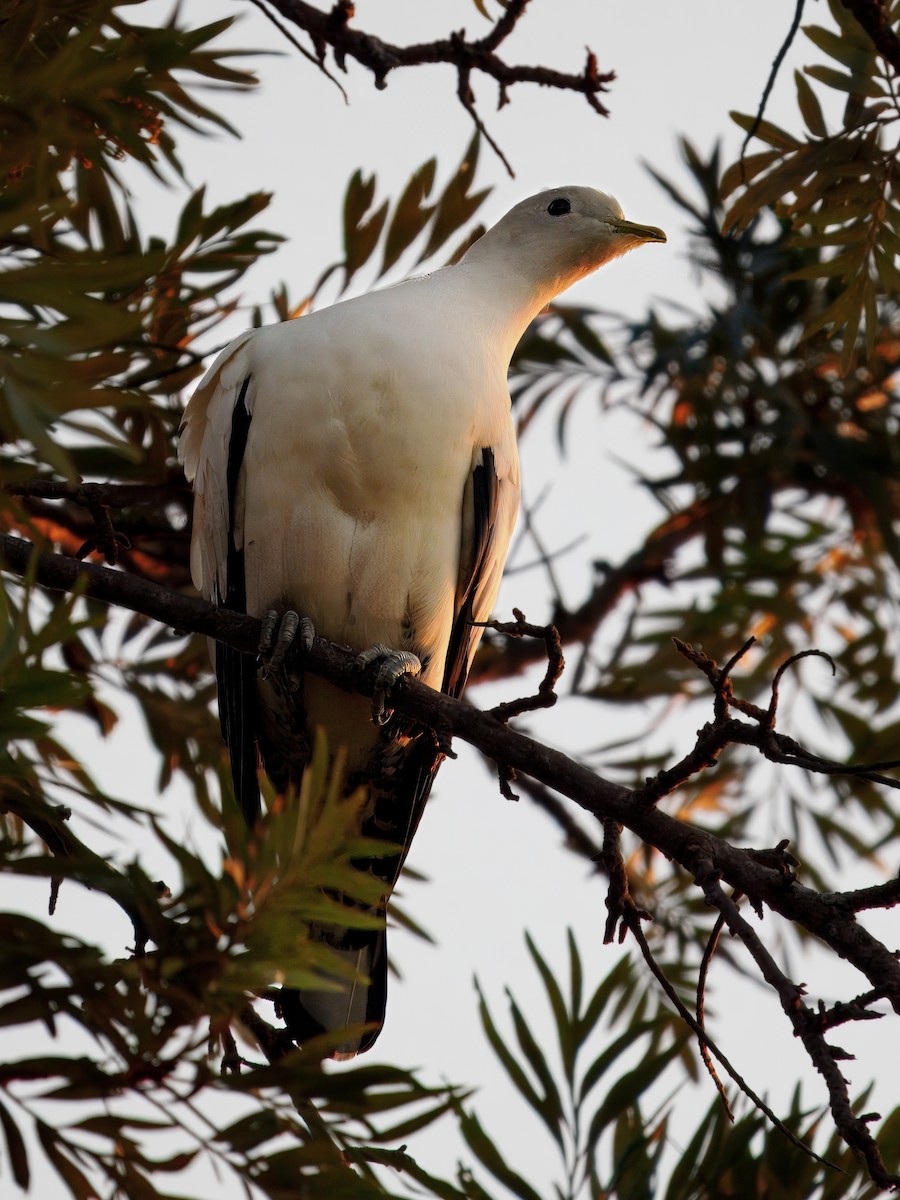 Torresian Imperial-Pigeon - ML641743108