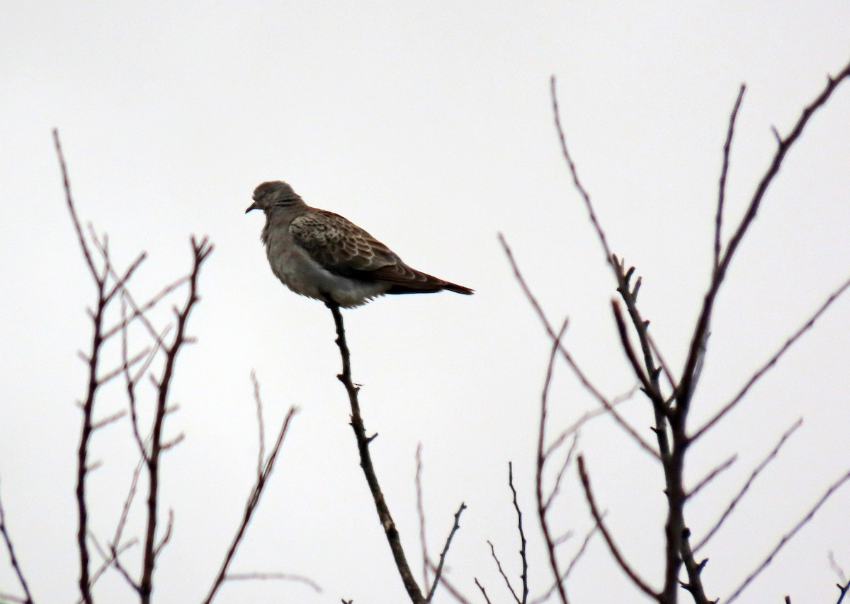 Өрнийн хүүрзгэнэ - ML641743109