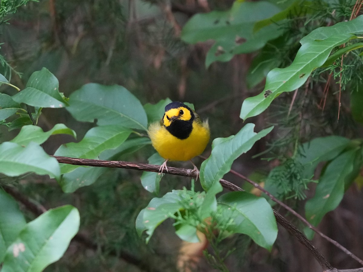 Hooded Warbler - ML641743123