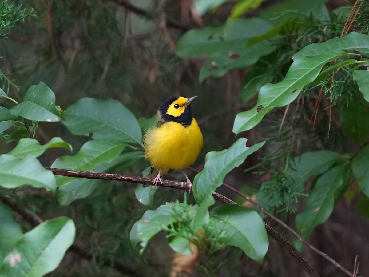 Hooded Warbler - ML641743124