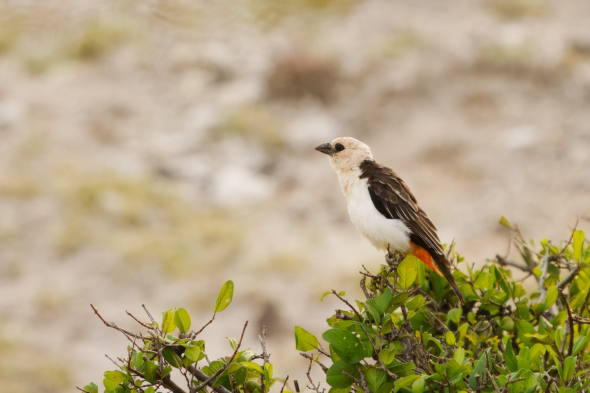 White-headed Buffalo-Weaver - ML641743132