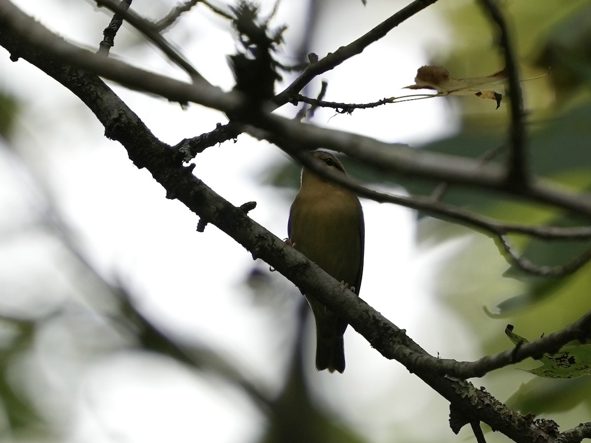 Worm-eating Warbler - ML641743133