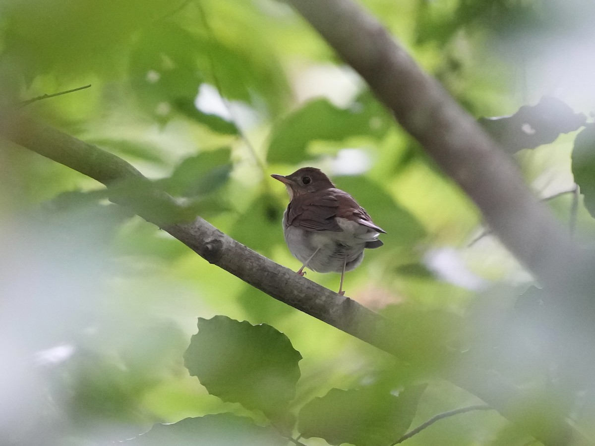 Veery - ML641743139