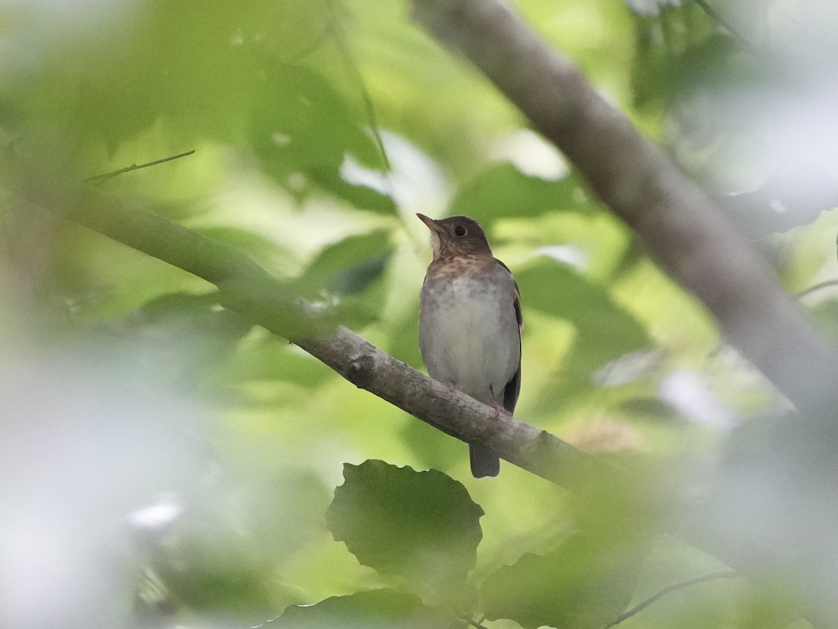 Veery - ML641743140