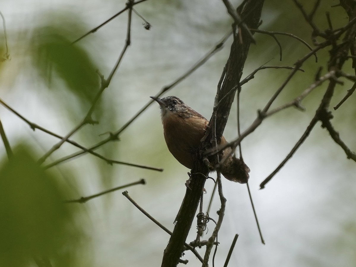Carolina Wren - ML641743148