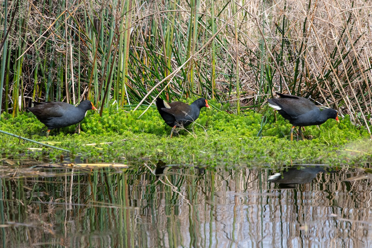 Dusky Moorhen - ML641743149