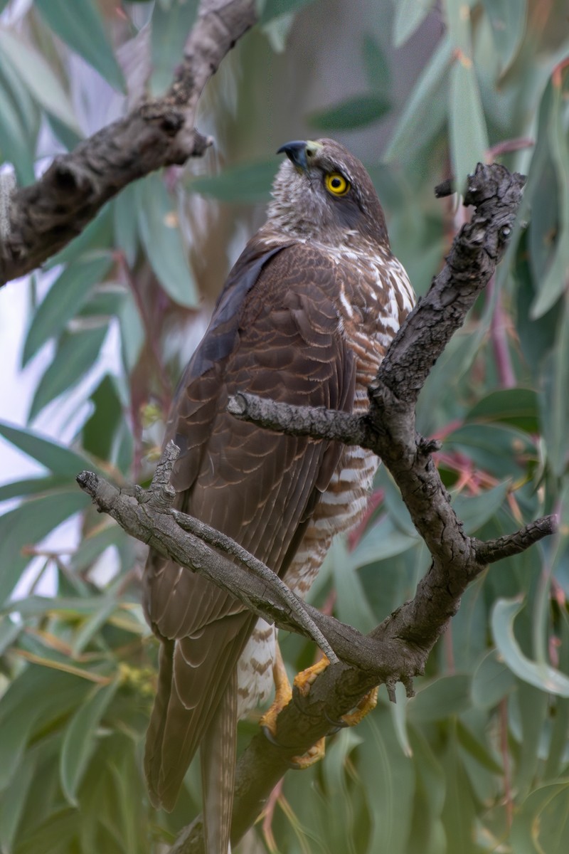 Collared Sparrowhawk - ML641743172