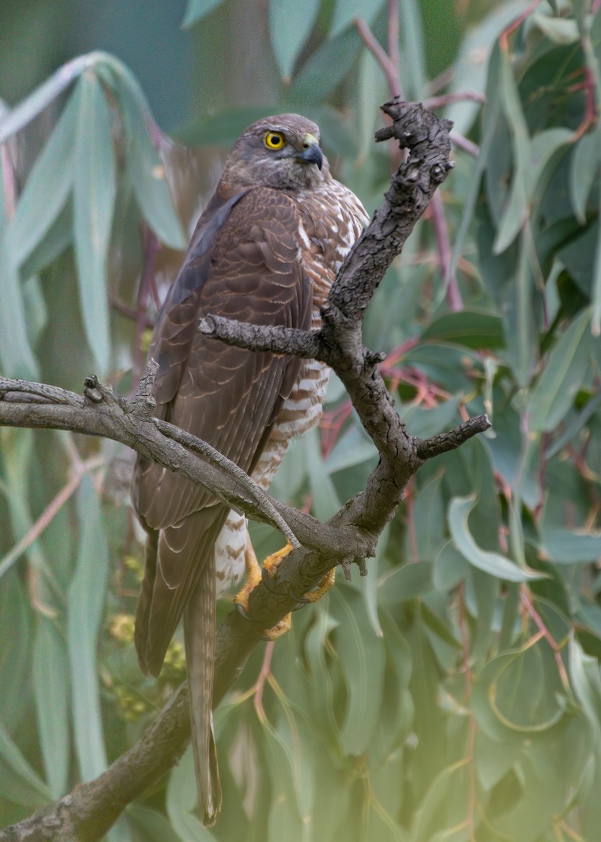 Collared Sparrowhawk - ML641743174