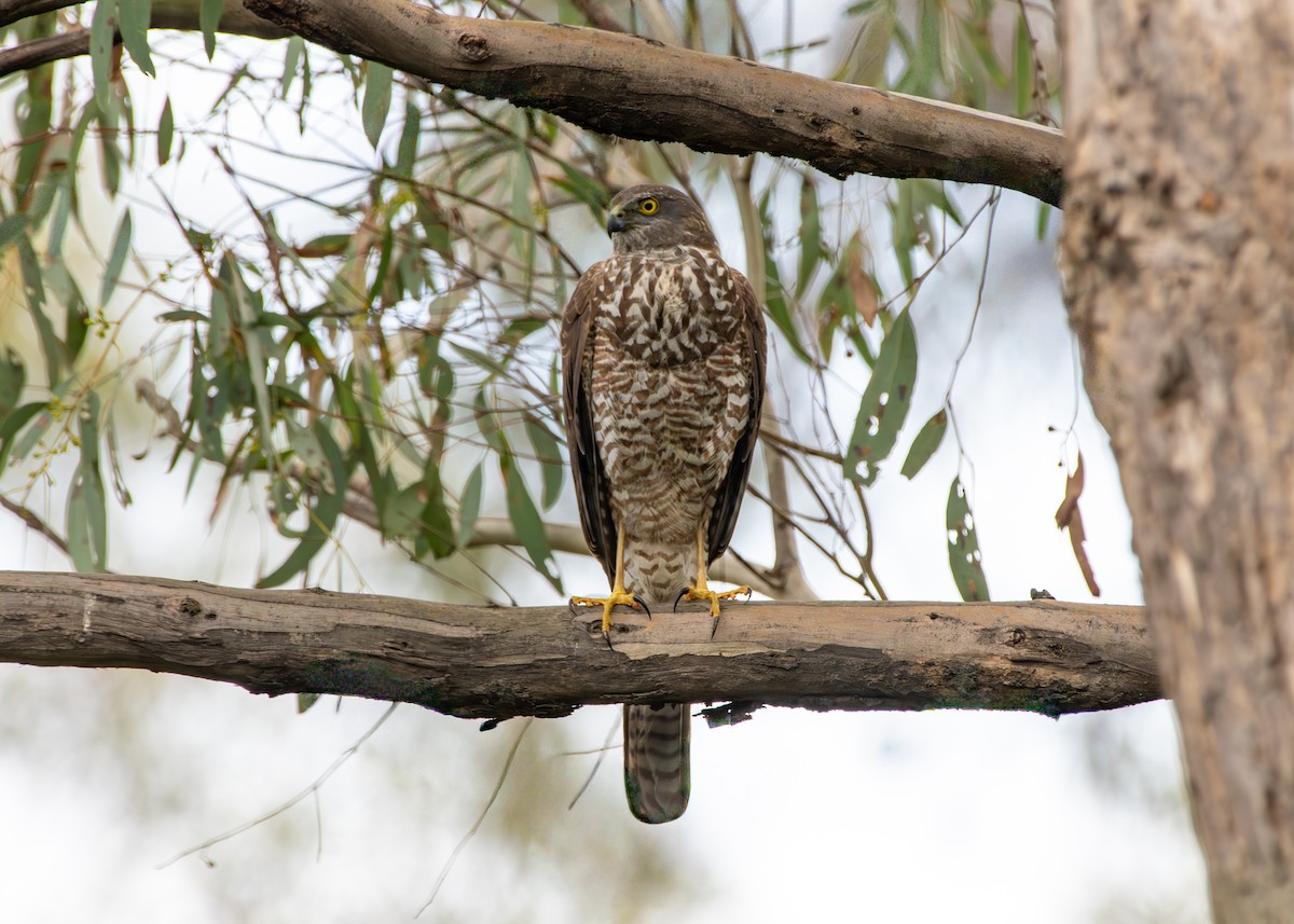 Collared Sparrowhawk - ML641743175