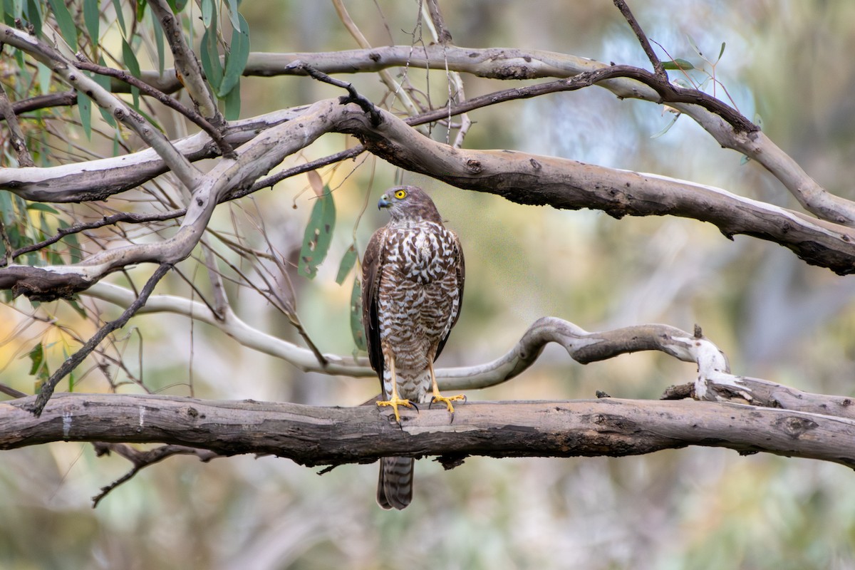 Collared Sparrowhawk - ML641743179