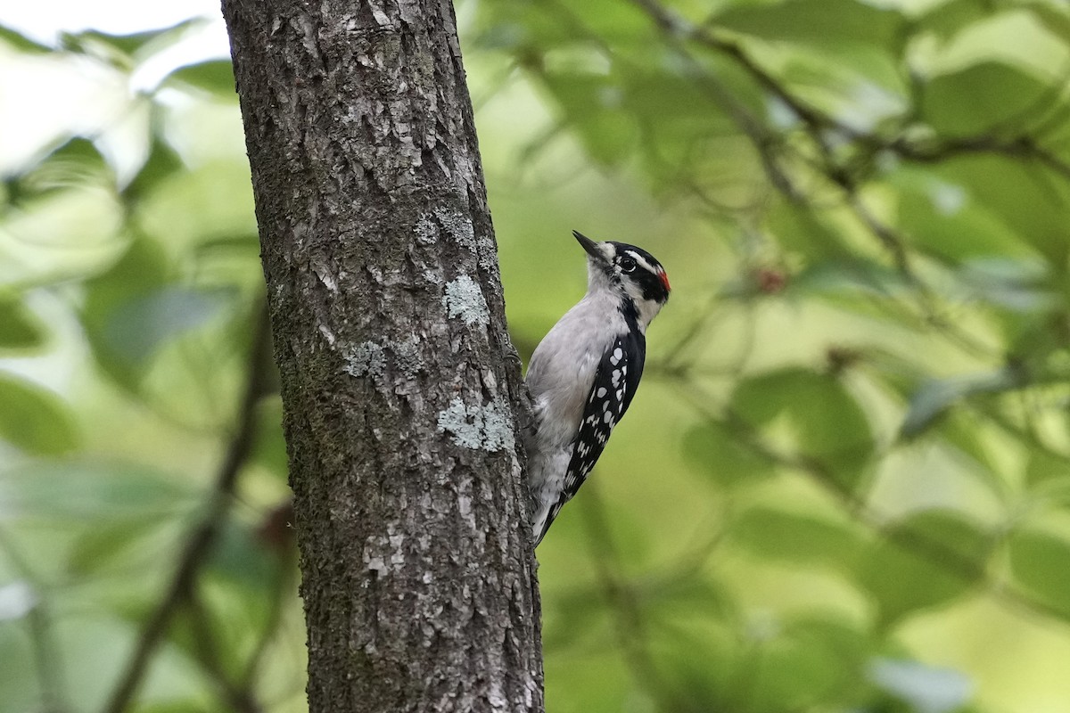 Downy Woodpecker - ML641743182