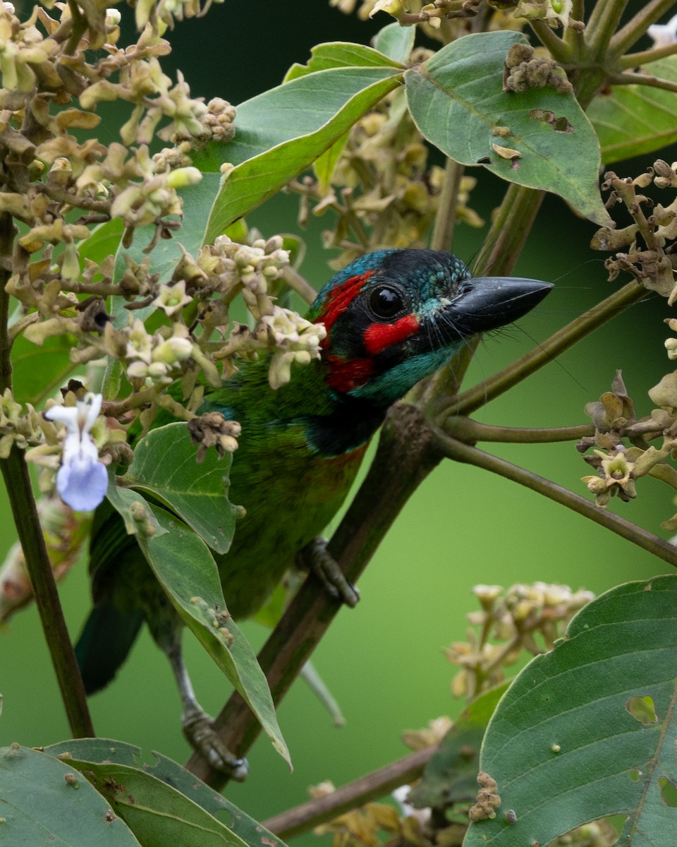 Black-eared Barbet - ML641743218