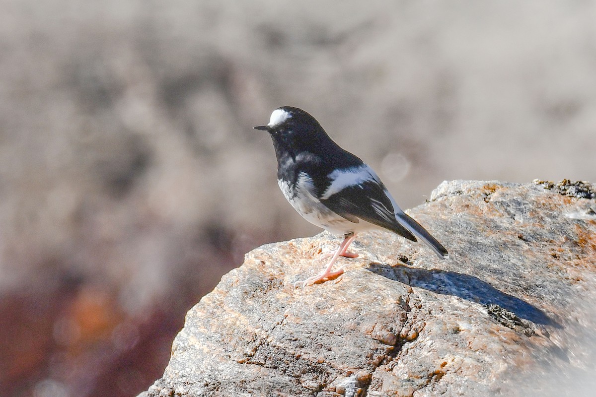 Little Forktail - ML641743219
