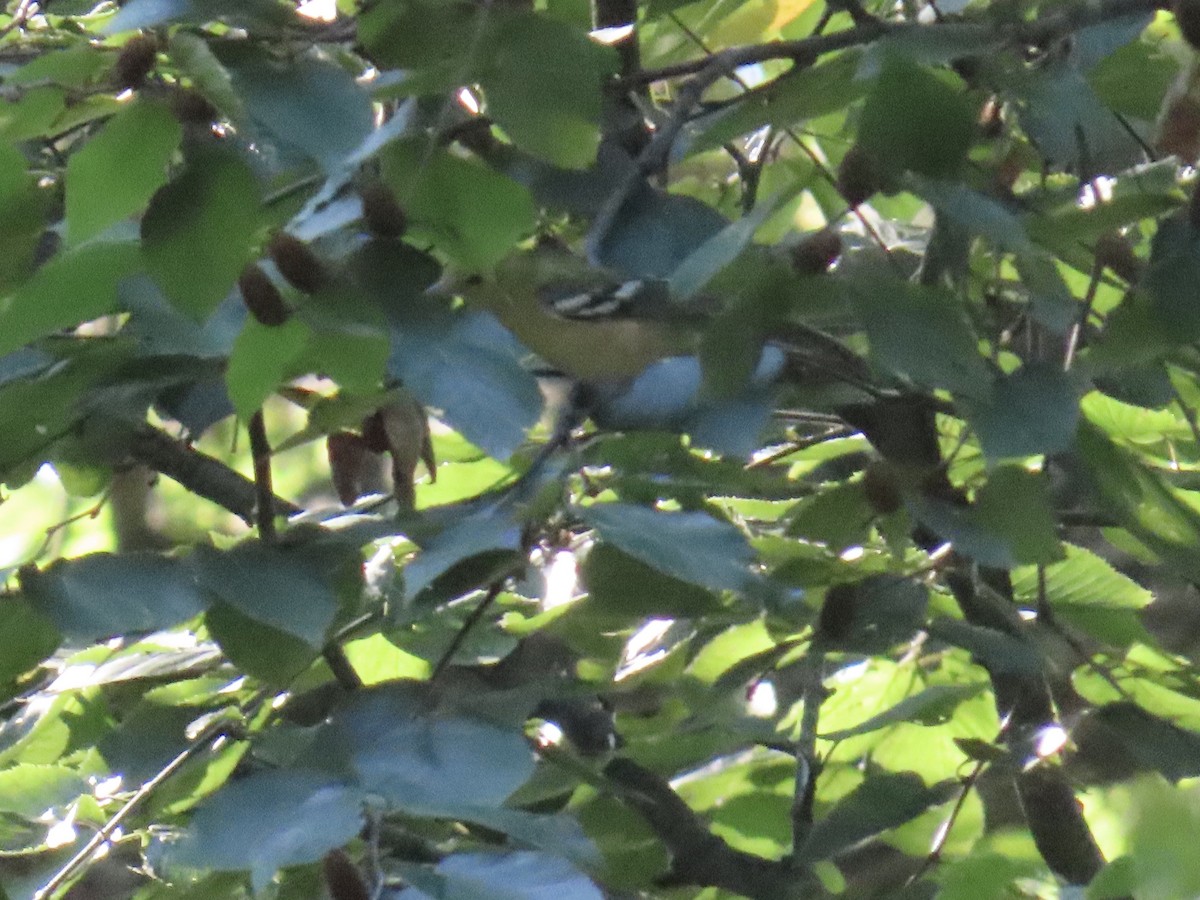 kastanjeparula - ML641743223