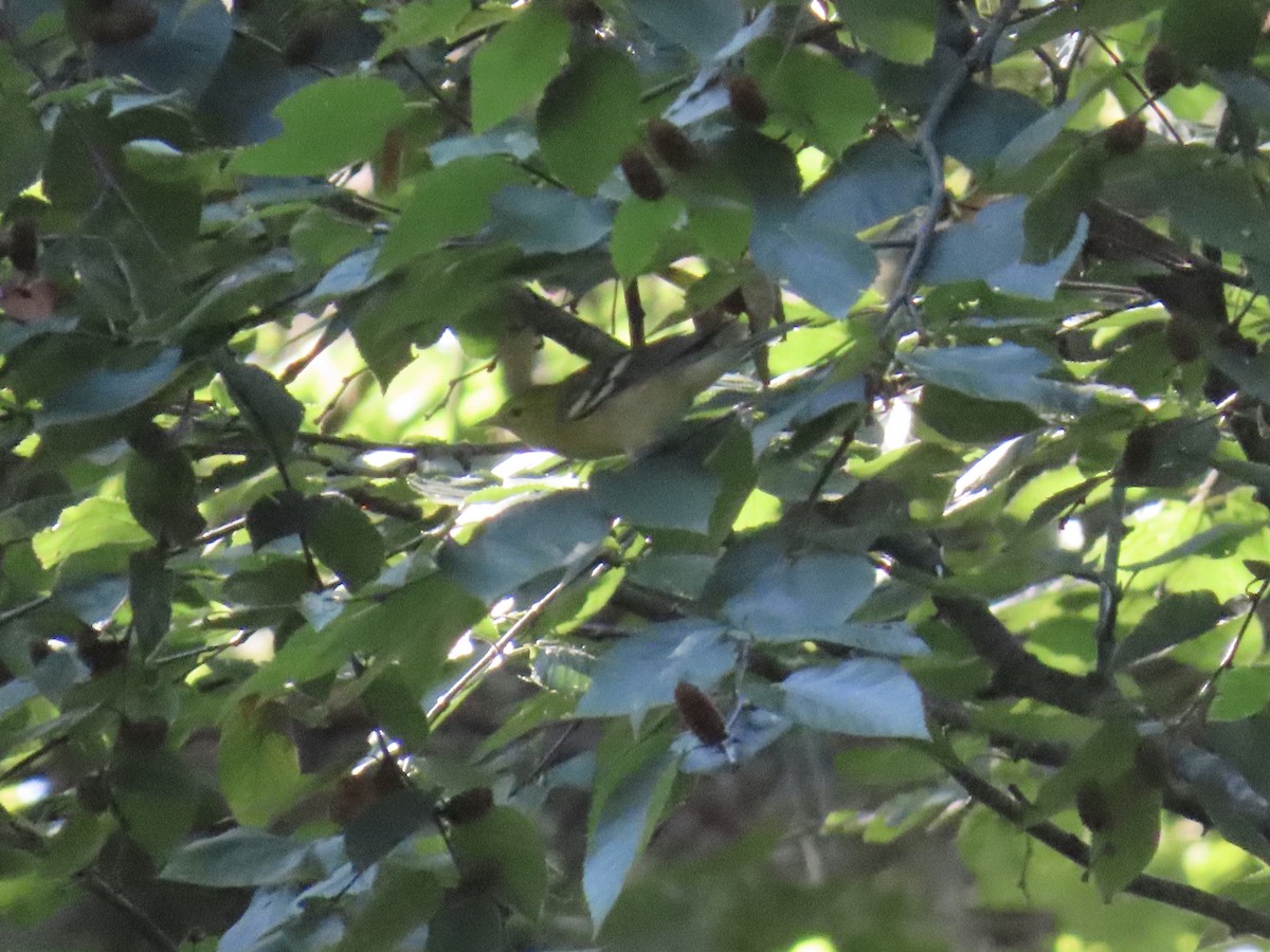 kastanjeparula - ML641743227