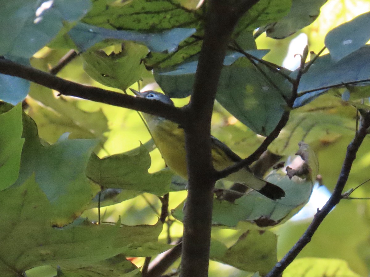 magnoliaparula - ML641743229