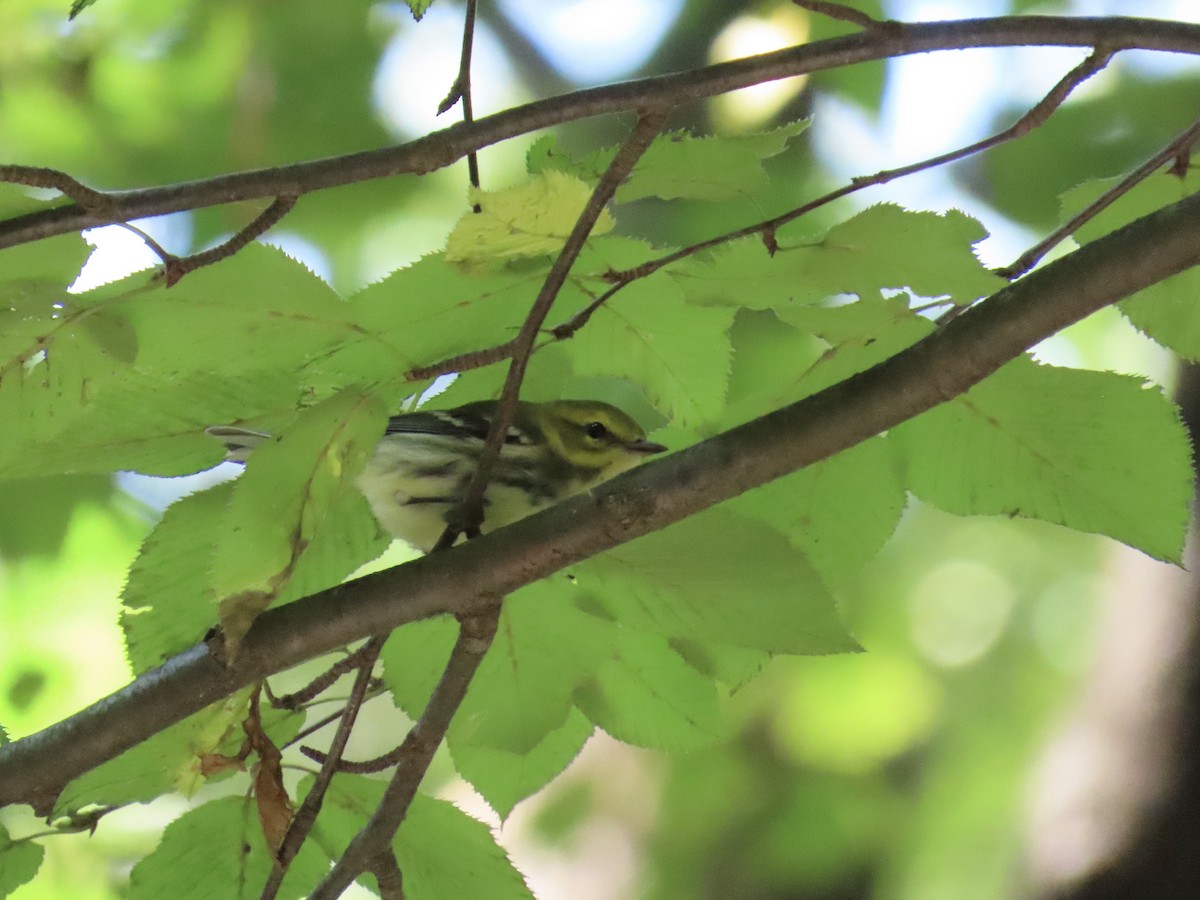 grønnparula - ML641743240