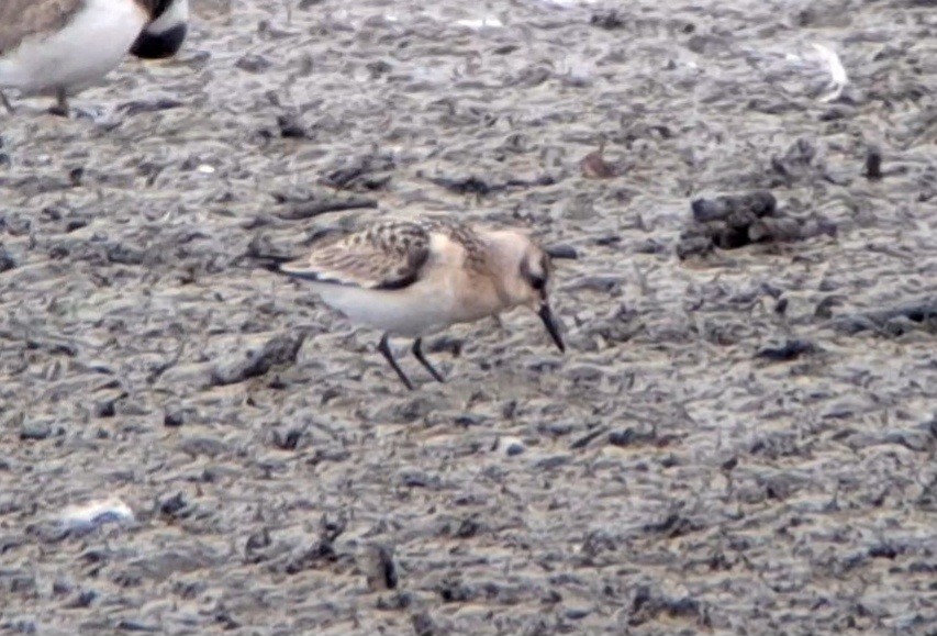 Sanderling - ML641743242